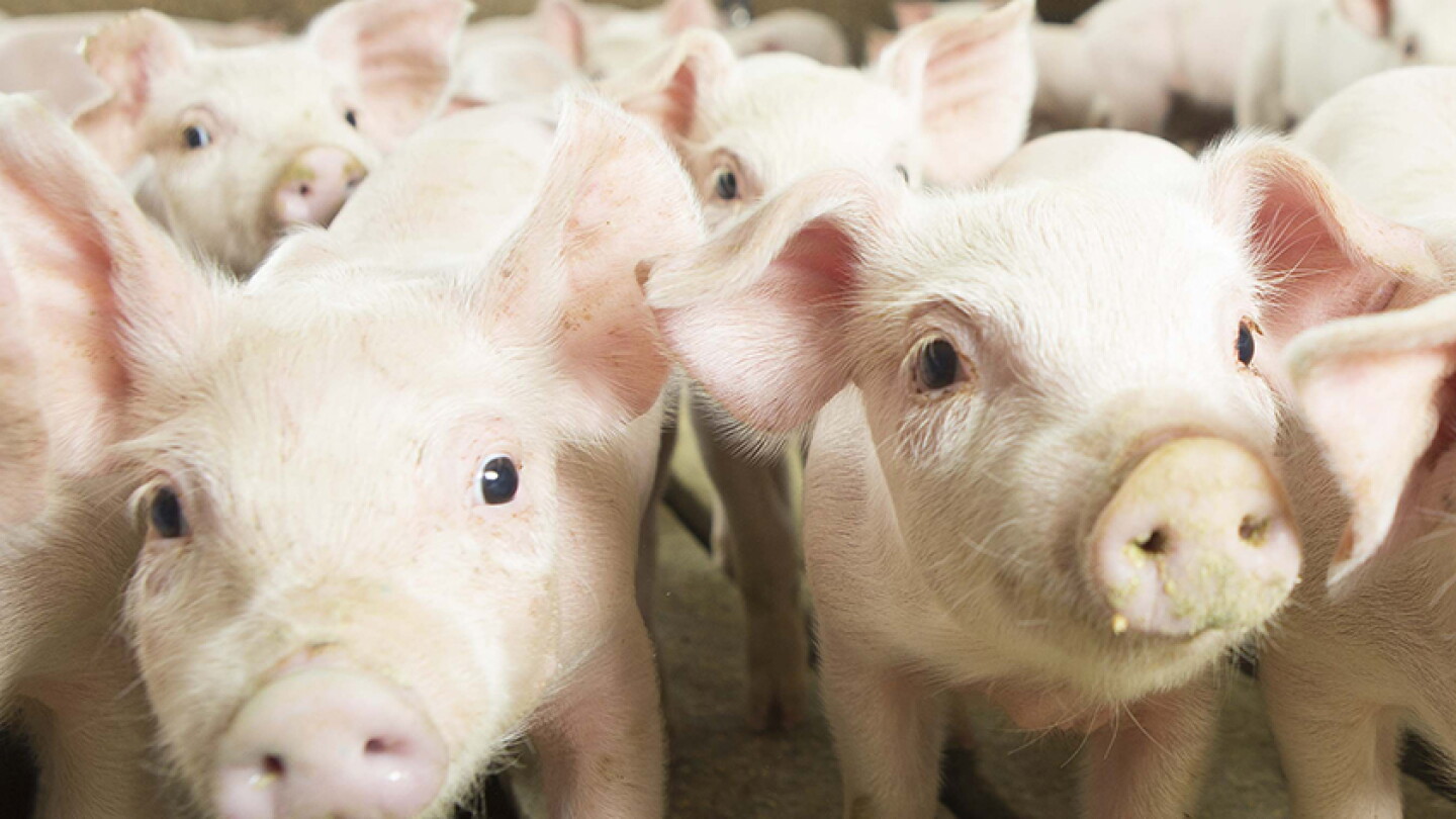 Weaner Pig Breakeven at $18.31, Down $2.09 From Last Week